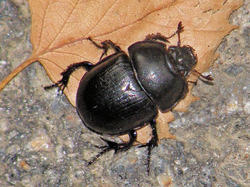 Koppakuoriainen