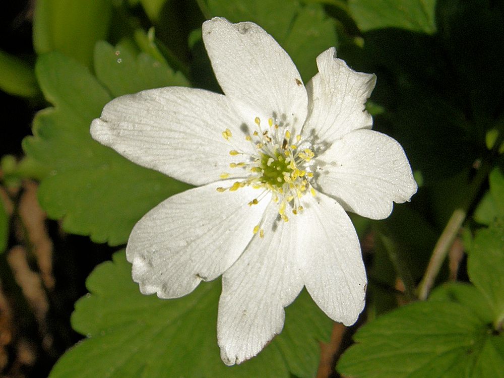 Kasvikunta