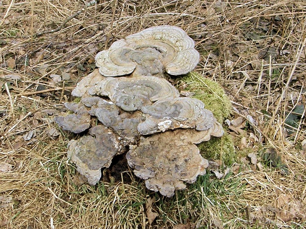 Kasvikunta