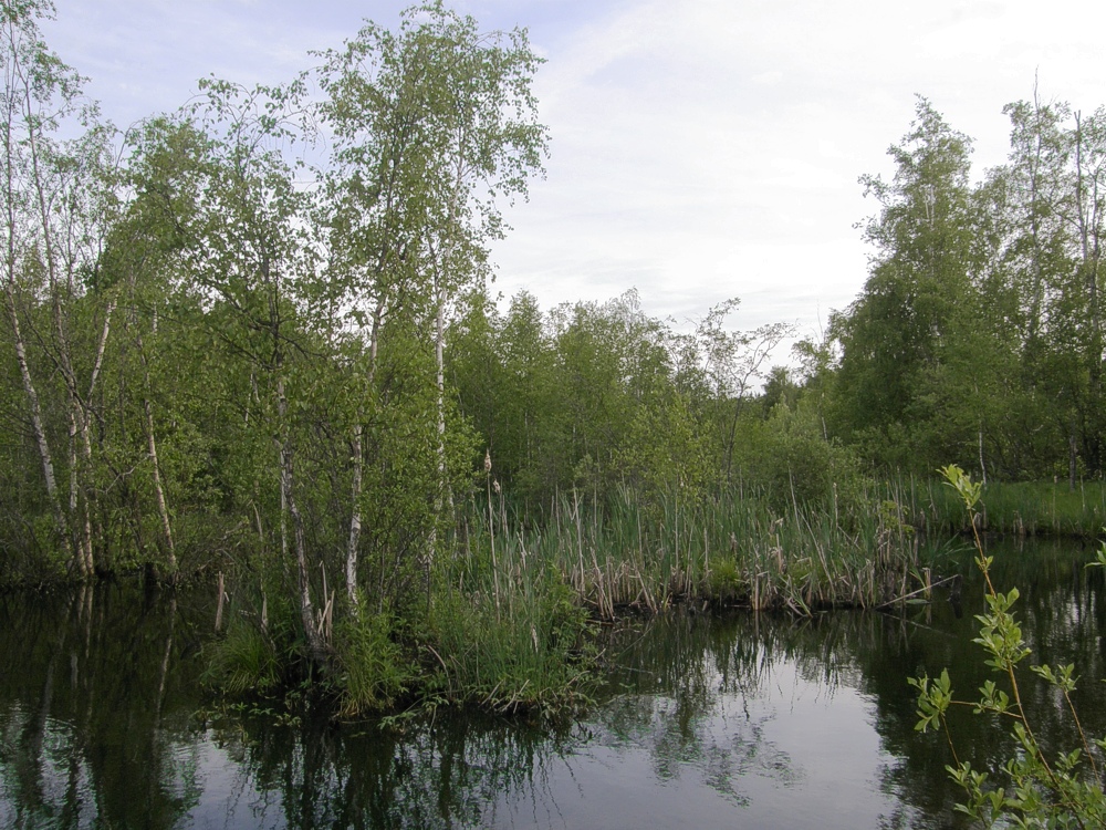 Maisema
