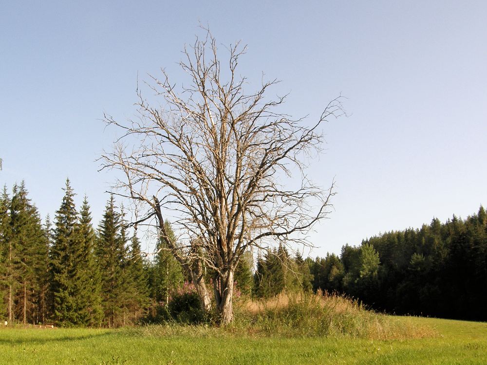 Maisema