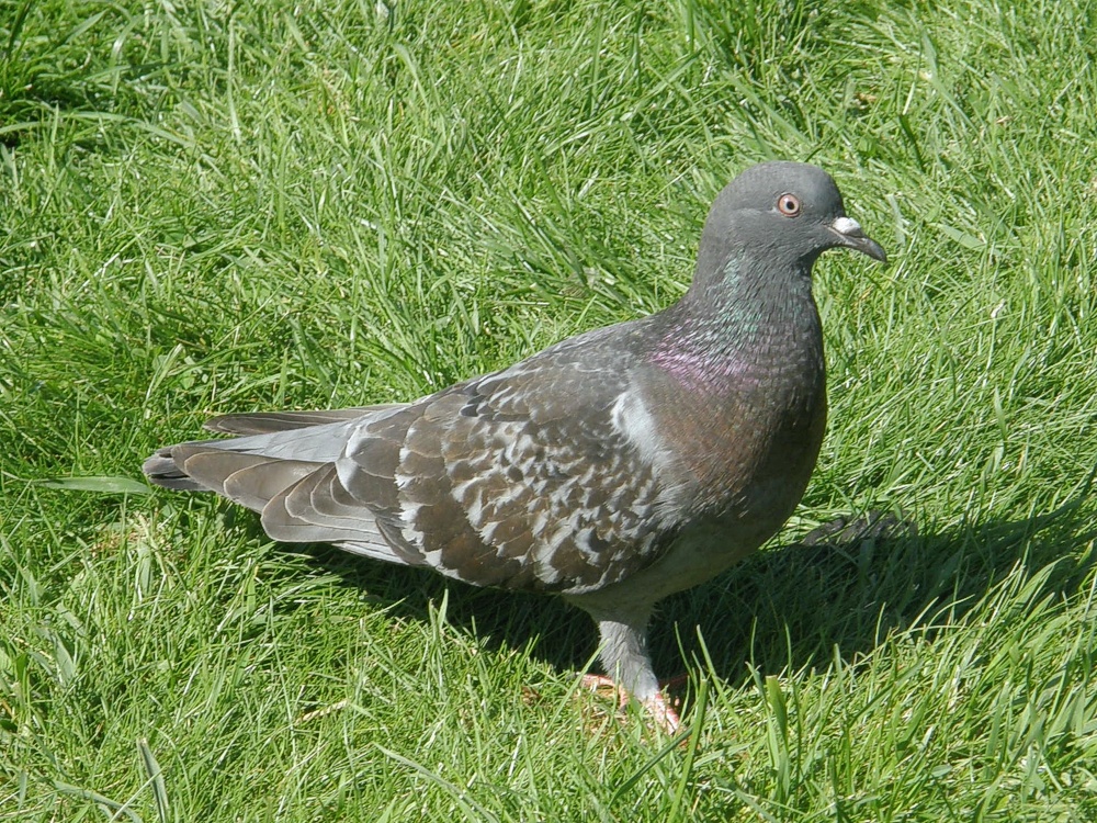 Pulu