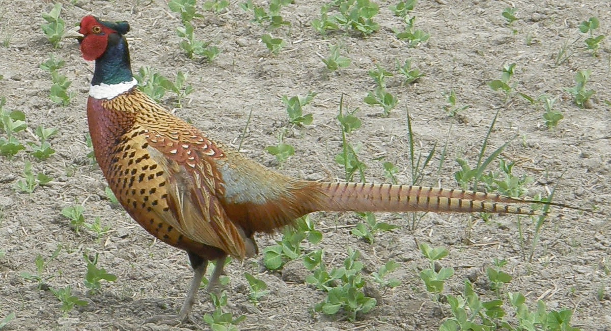 Fasaani