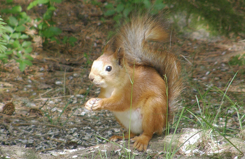 Orava