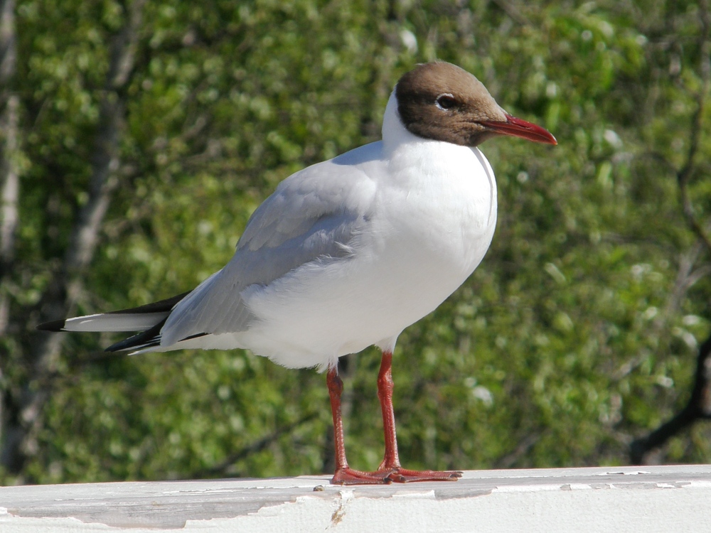 Lokki