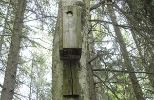 linnunp�ntt�